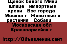 Щенок белого Мини шпица , импортные крови - Все города, Москва г. Животные и растения » Собаки   . Московская обл.,Красноармейск г.